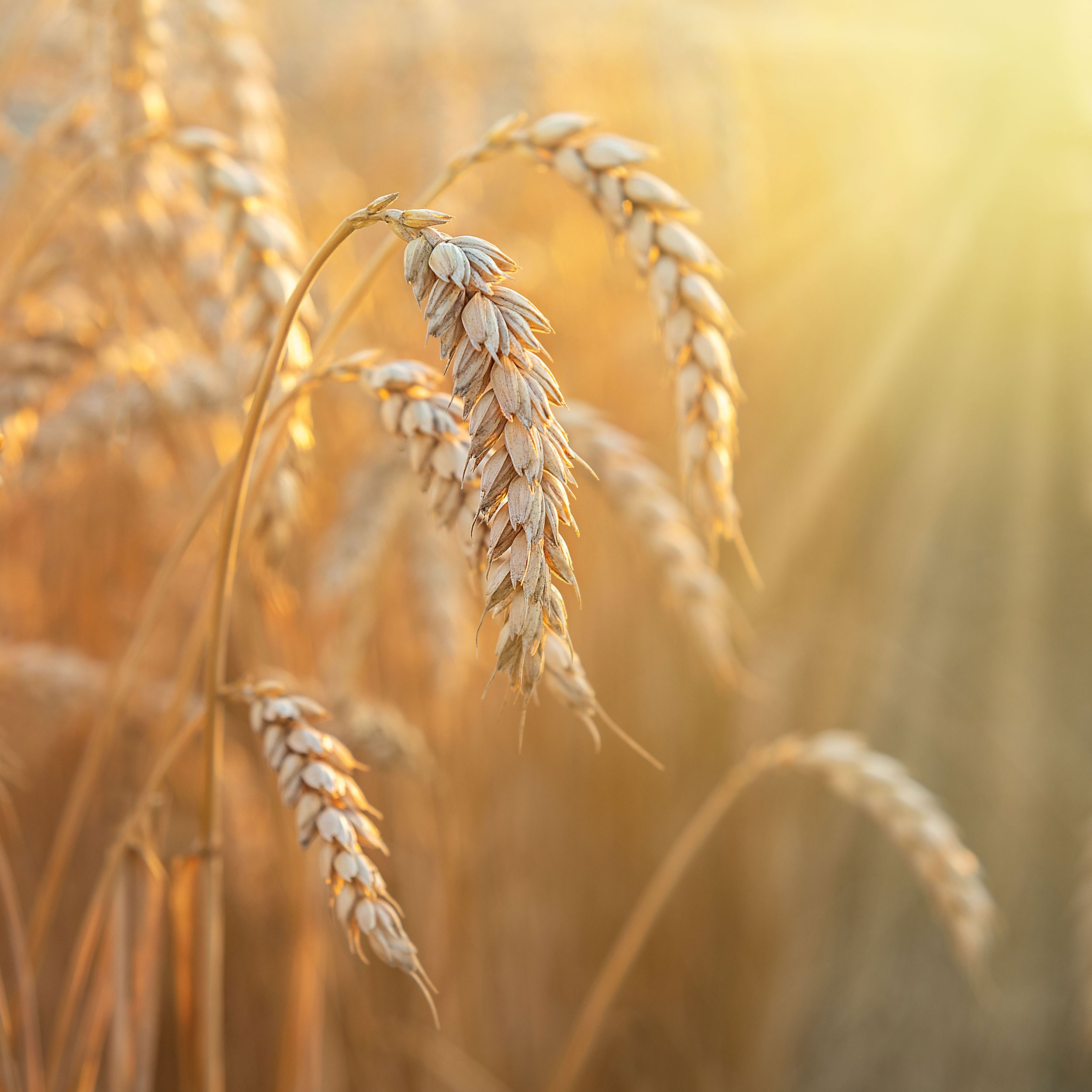 Abbildung von Getreide