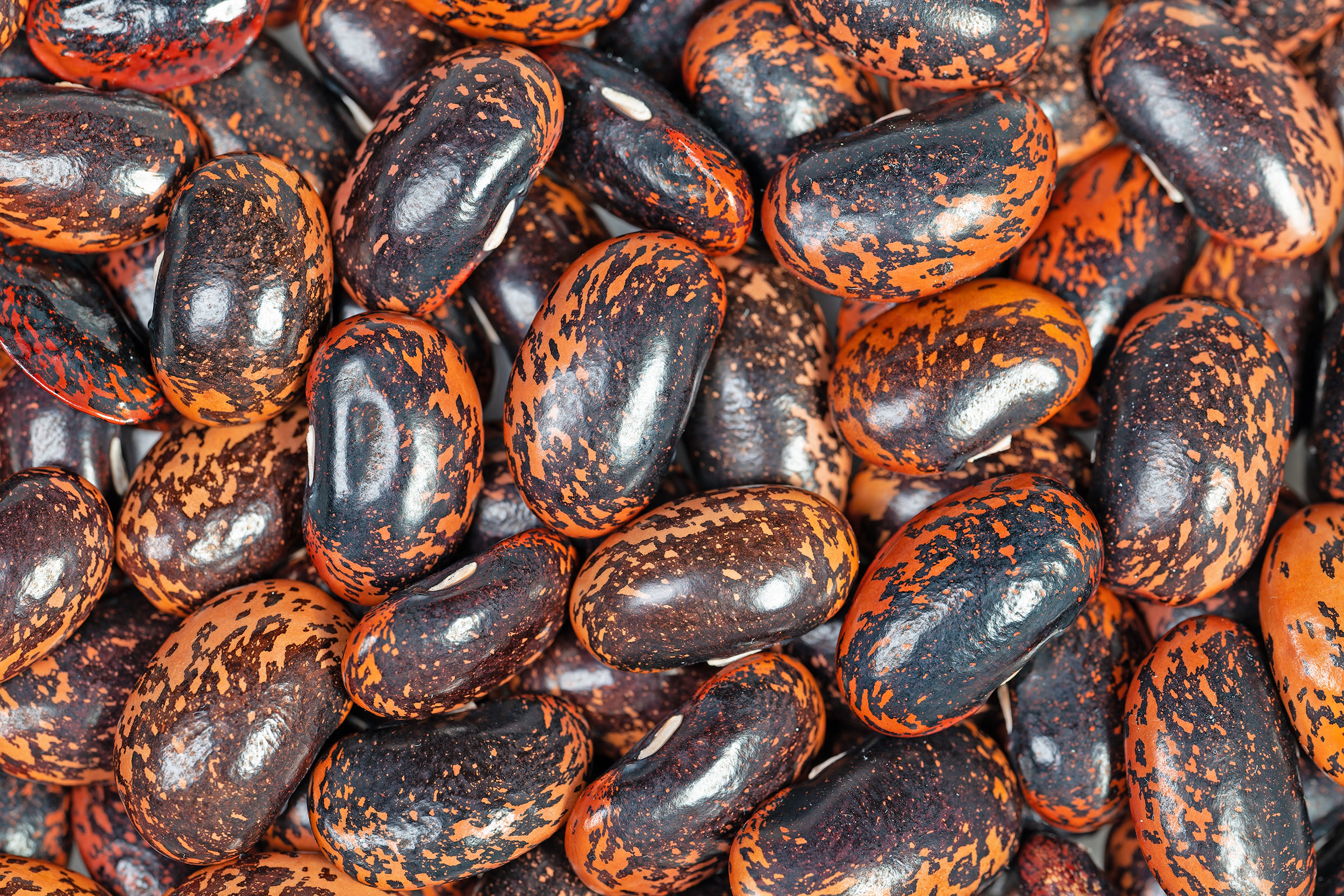 Abbildung von Bohnen